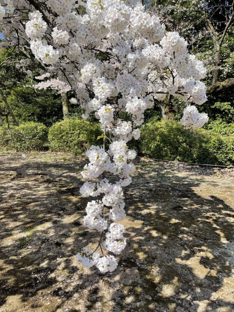 房咲き桜