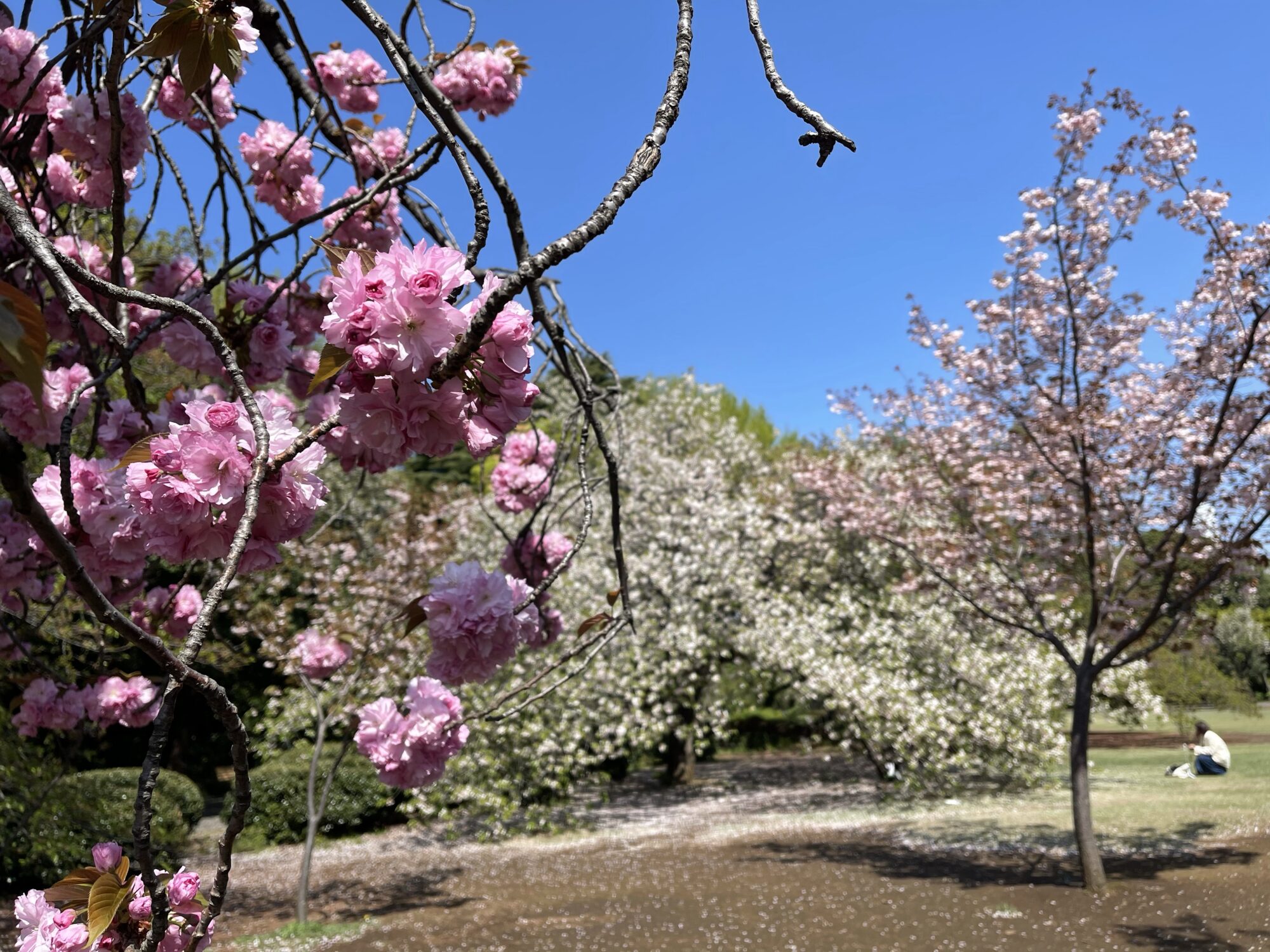 菊花石　桜 根尾桜石 ☆ 鑑賞石 菊花石 桜石 - メルカリ