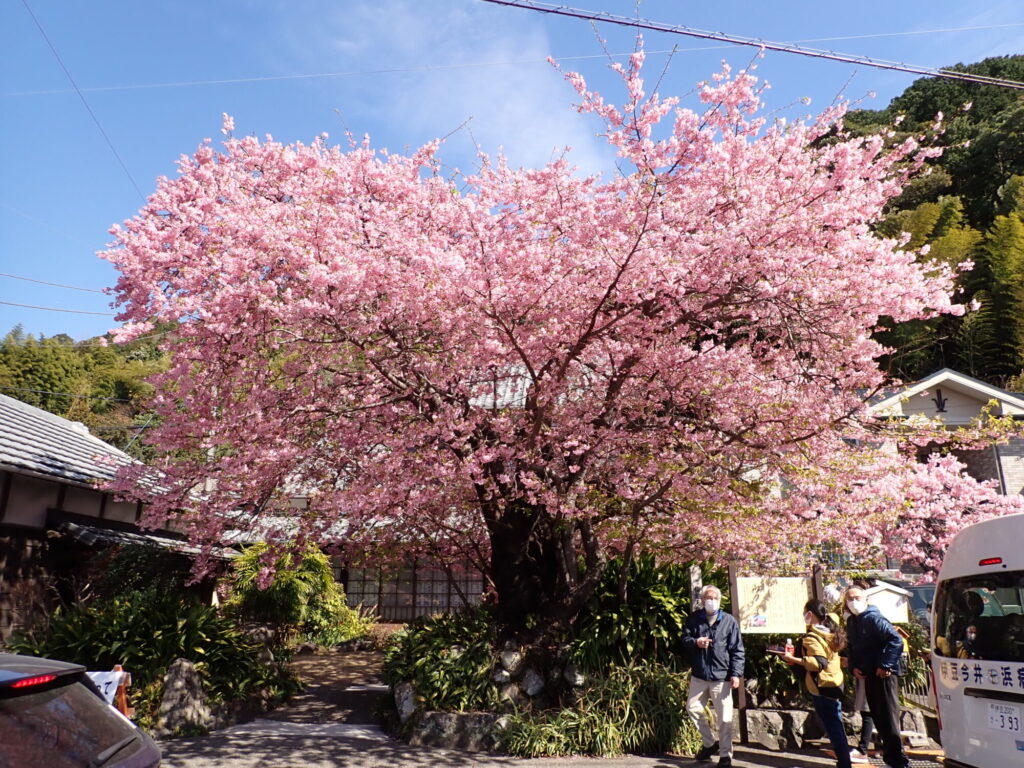 交渉中です！桜の原木 河津桜原木 静岡県にある早咲き品種の原木 | カエルとき